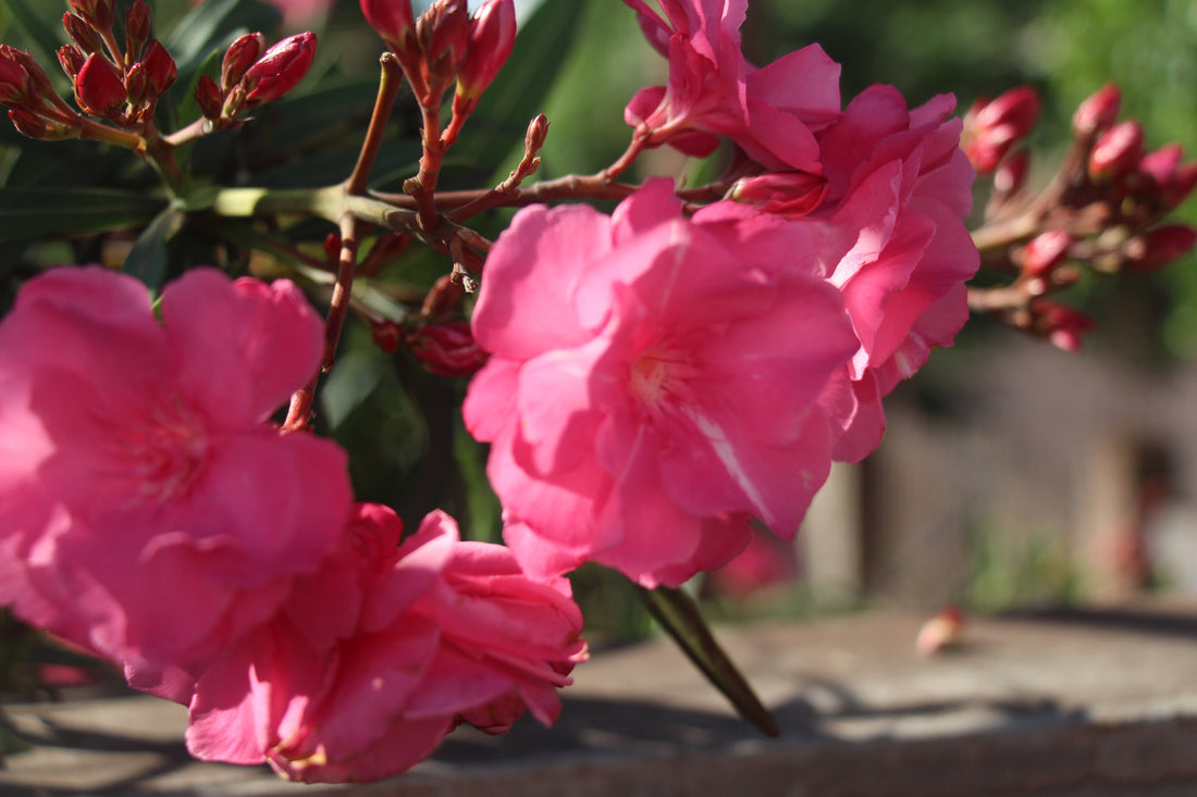 Rahua Pink Flowers