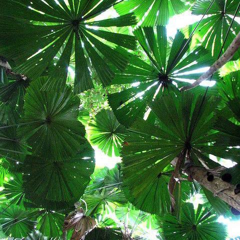 Green color leaves of a tree from rahua raniforest