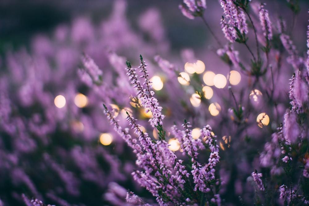 rahua lavender flowers