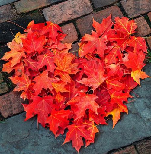 Red heart structure made with red autumn leaves