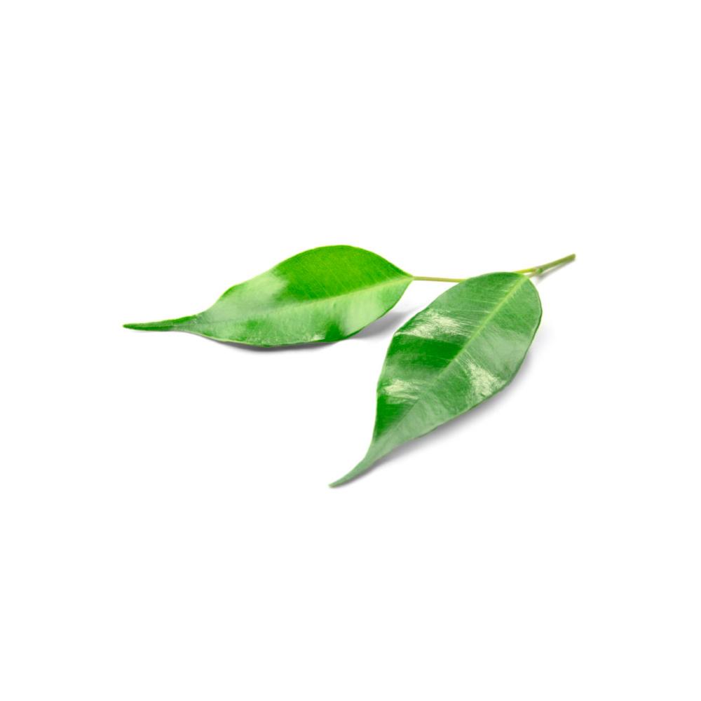 Chlorophyll Leaves
