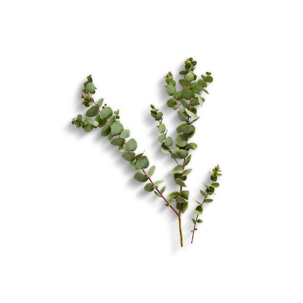 Eucalyptus Plant
