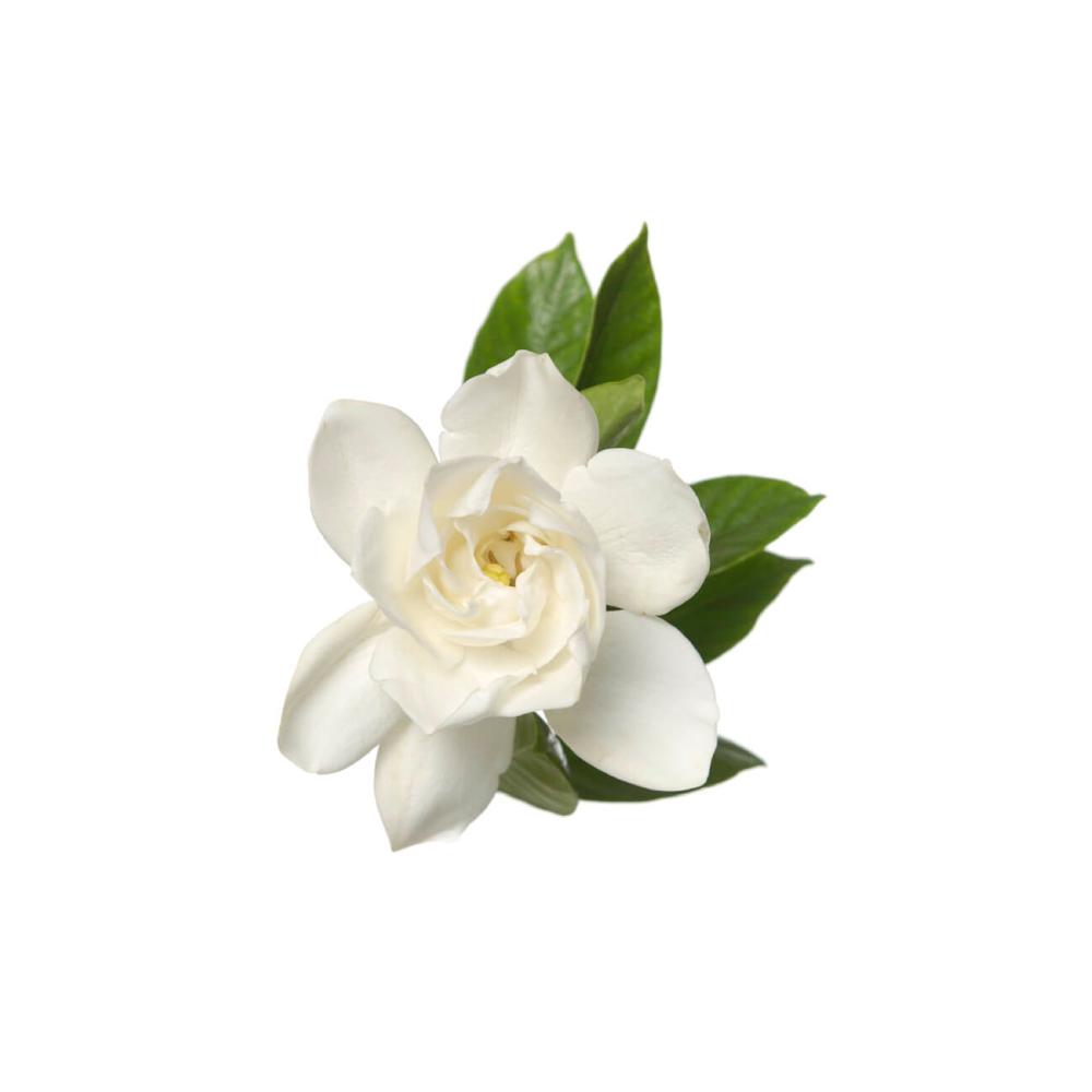 Gardenia Flower