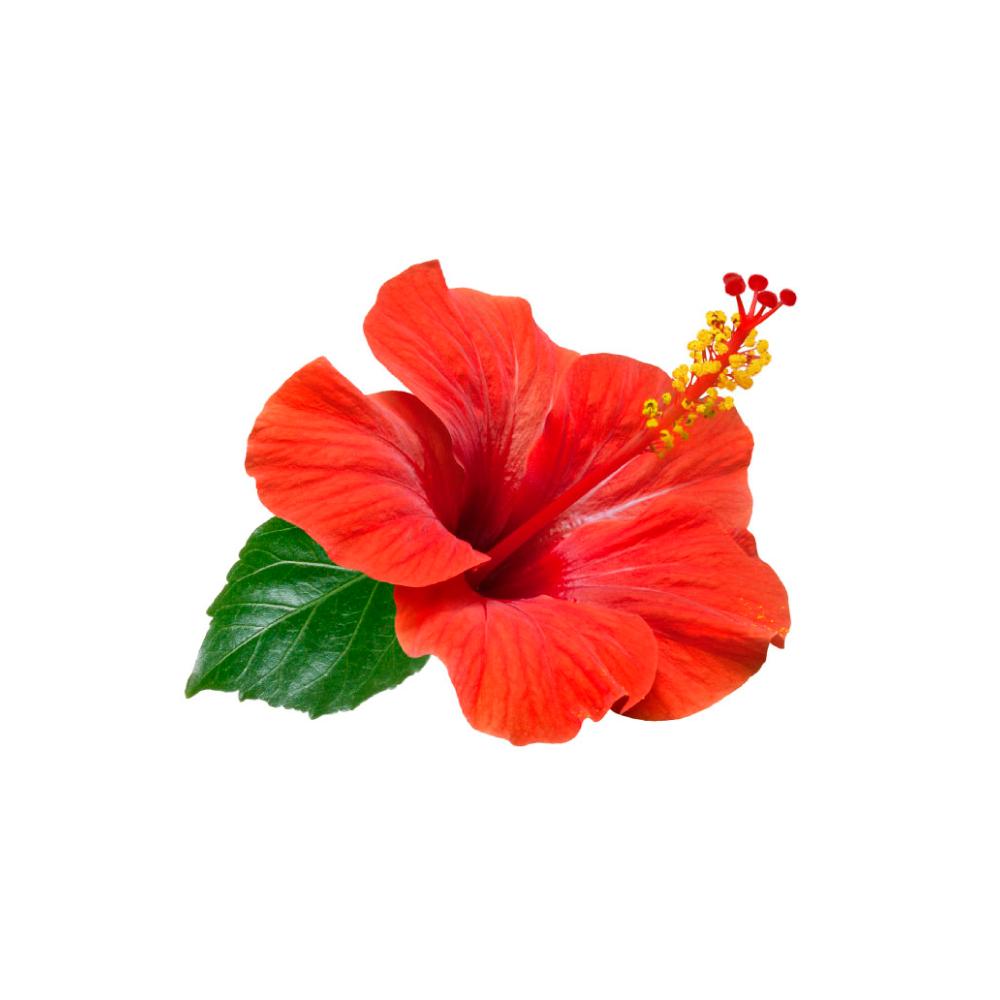 Hibiscus flower