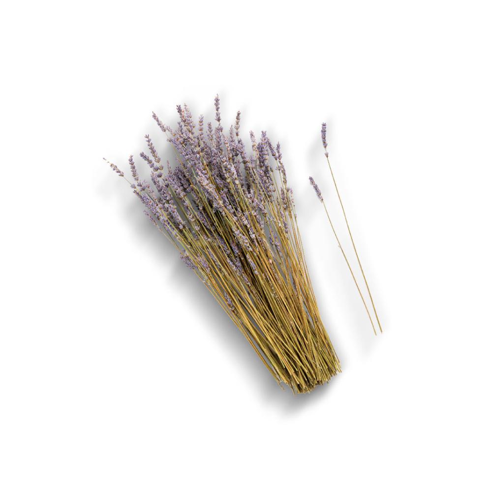 Lavender Plant