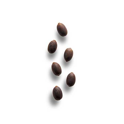 rahua-seeds-ingredient