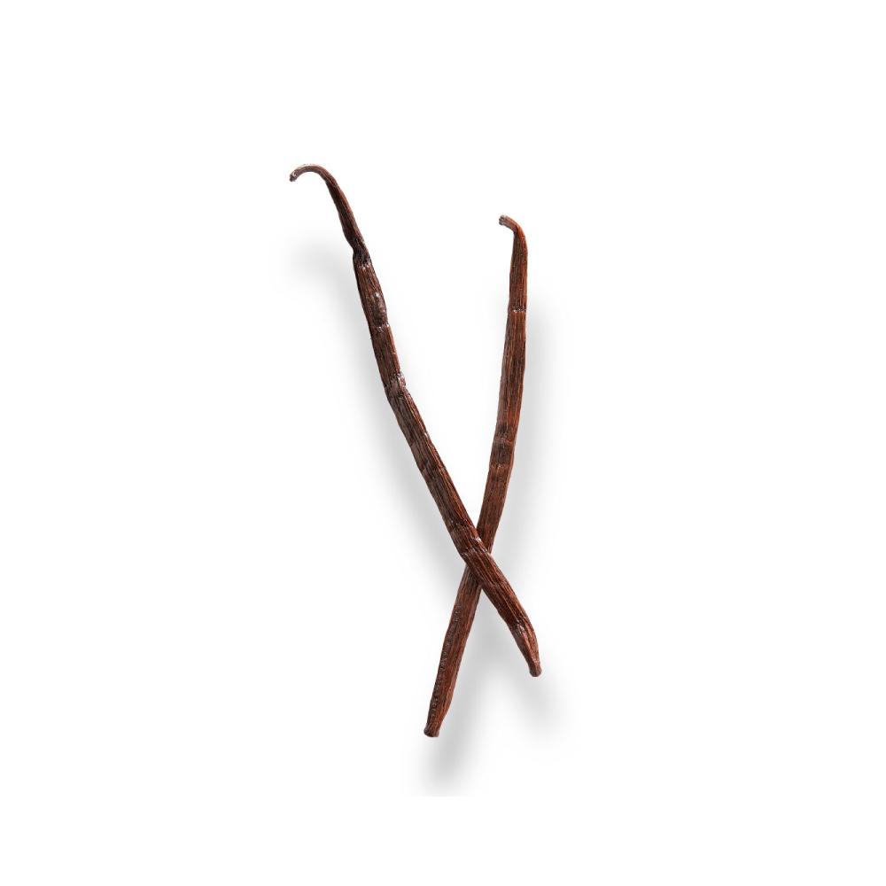 Vanilla Plant Stem